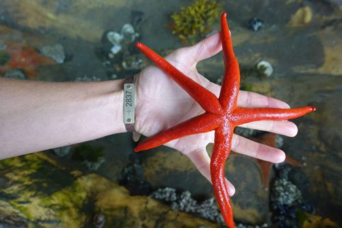 Hand holding star fish with compass bracelet